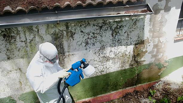 Mold Remediation service in Edenton, Edenton, NC
